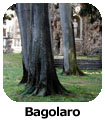 Bagolaro